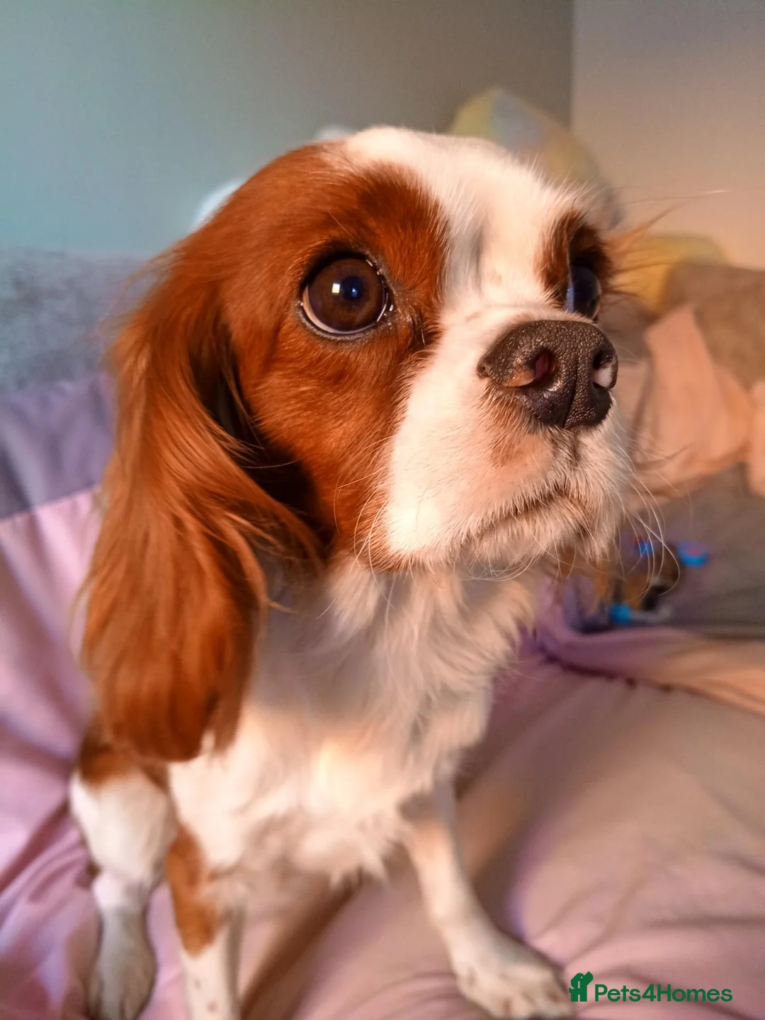 Cavalier King Charles Spaniel dogs for sale: Beautiful Cavalier King Charles  - Advert 1