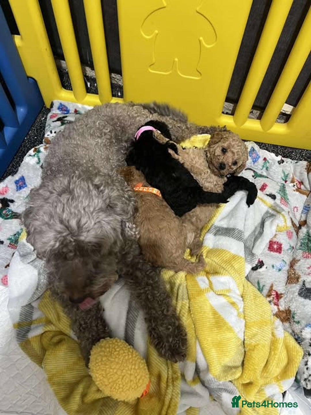 Miniature Poodle dogs for sale: Miniature Poodles!!! - Advert 12