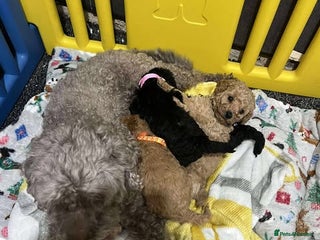 Miniature Poodle dogs Miniature Poodles!!! - Advert 2