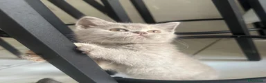 British Shorthair 5
