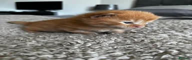 Maine Coon Kitten 2