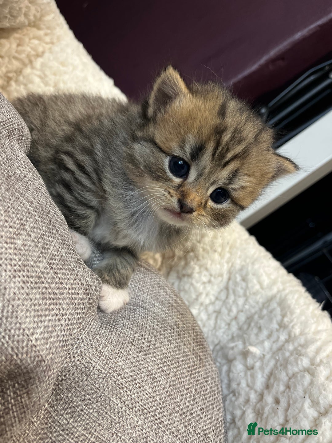 Persian cats for sale: Persian mother tabby daddy - Image 10