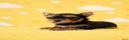 Yorkshire Terrier dogs for sale: ✨🐾 Outstanding Show Quality KC Yorkie Puppies 🐾✨ - Advert 13