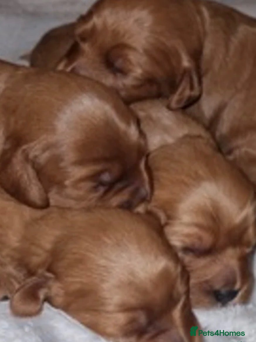 Maltipoo dogs ✨MALTIPOO STUD✨ HEALTH TESTED ✨ KC PARENTS 👑 - Advert 2
