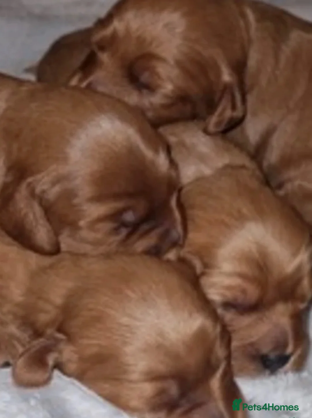 Maltipoo dogs for stud: ✨MALTIPOO STUD✨ HEALTH TESTED ✨ KC PARENTS 👑 - Advert 2