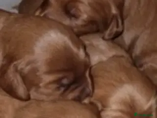 Maltipoo dogs ✨MALTIPOO STUD✨ HEALTH TESTED ✨ KC PARENTS 👑 - Advert 2