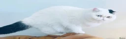 Exotic cats for sale: Extremely rare exotic female kitten - Advert 2