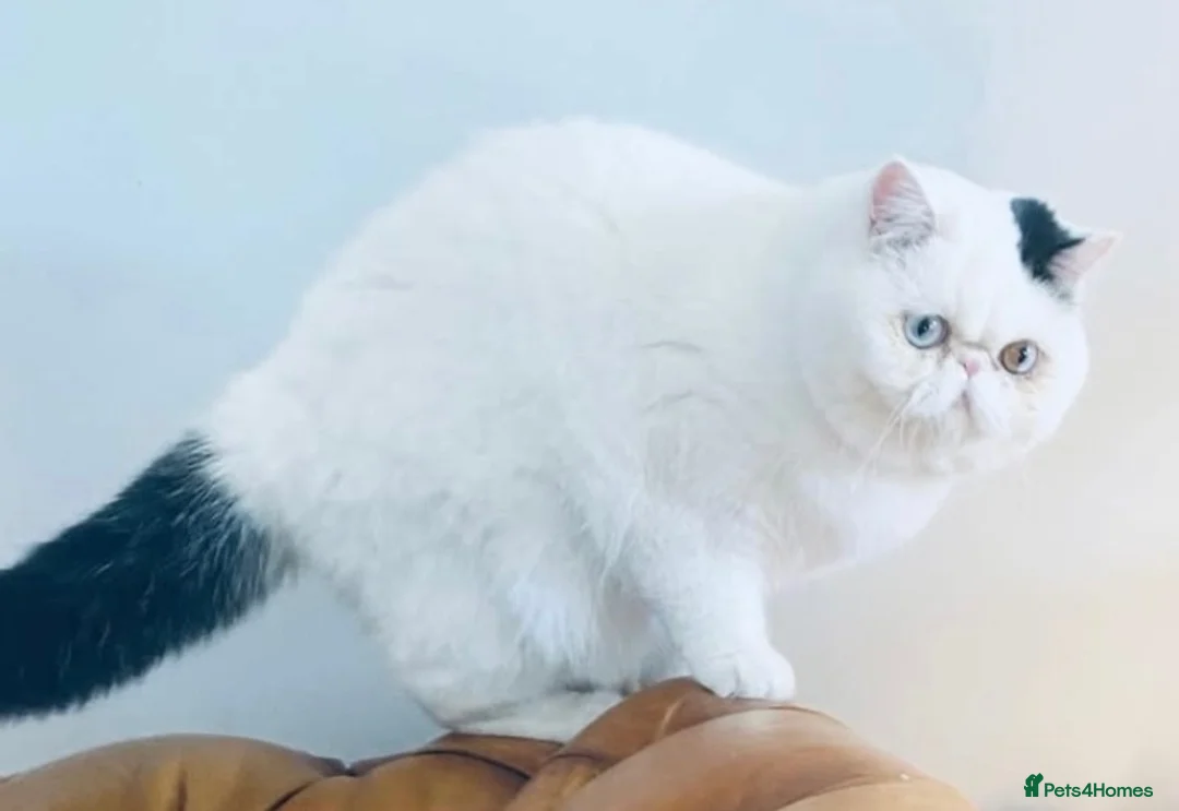 Exotic cats for sale: Extremely rare exotic female kitten - Advert 2