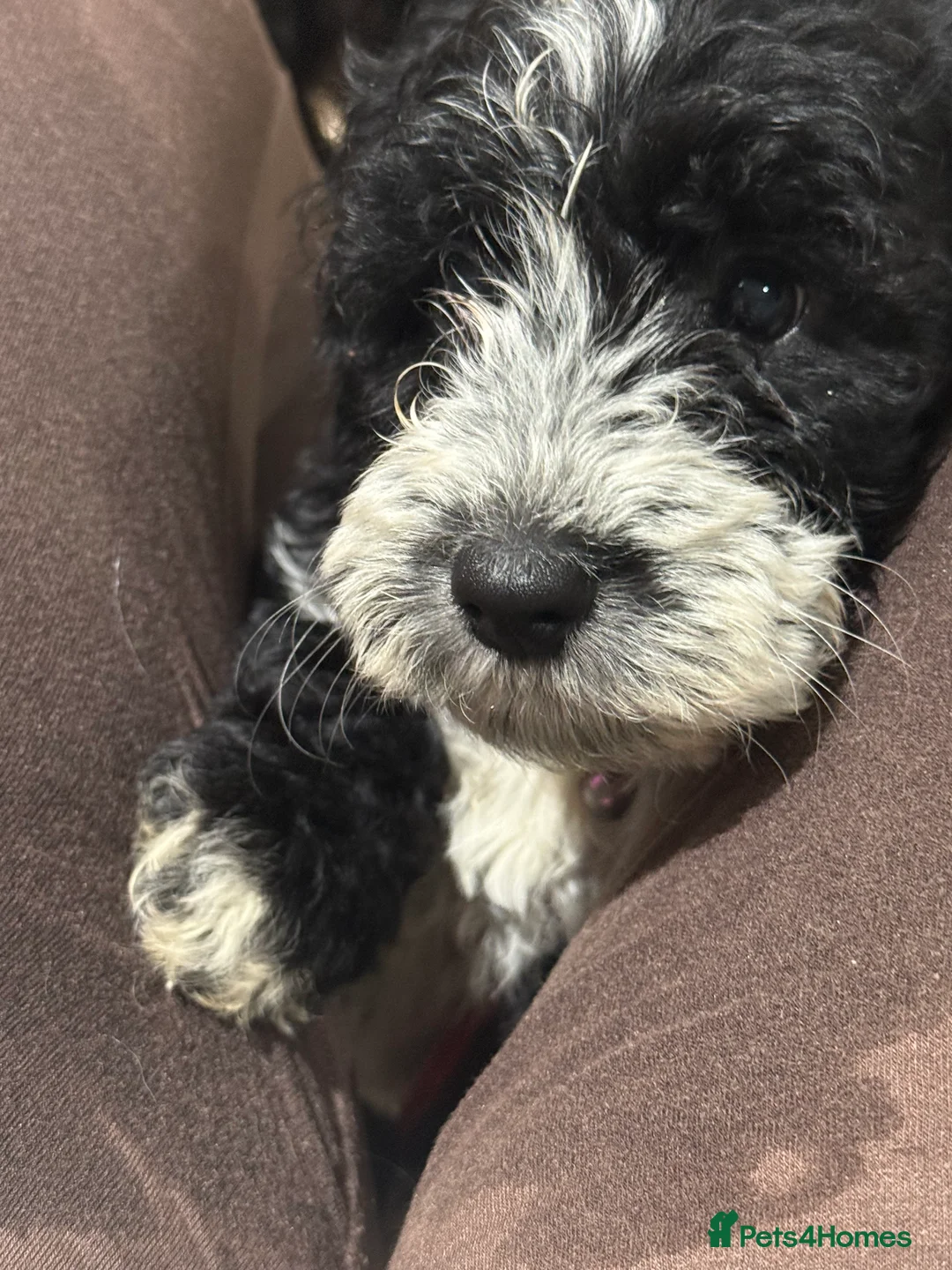 Cockapoo dogs for sale: Miniature f1 Cockapoos puppies - Advert 24