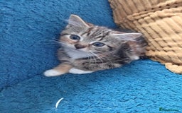 Mixed Breed cats for sale: 4 kittens - Image 2