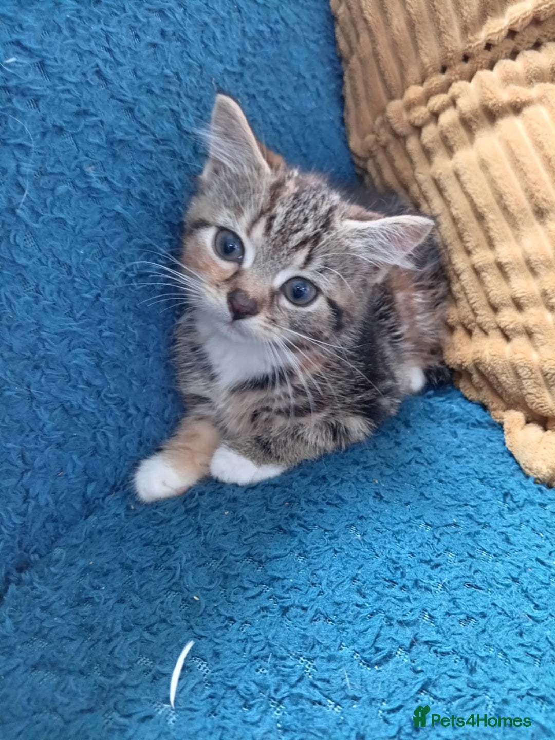 Mixed Breed cats for sale: 4 kittens - Image 2