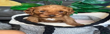 Cavapoo 5