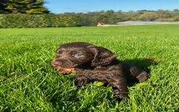 Cocker Spaniel dogs for sale: Exceptional KC Working Cocker Spaniel Puppies - Image 3
