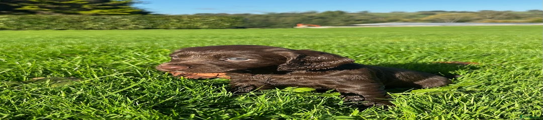 Chocolate Cocker Spaniel Puppy 4