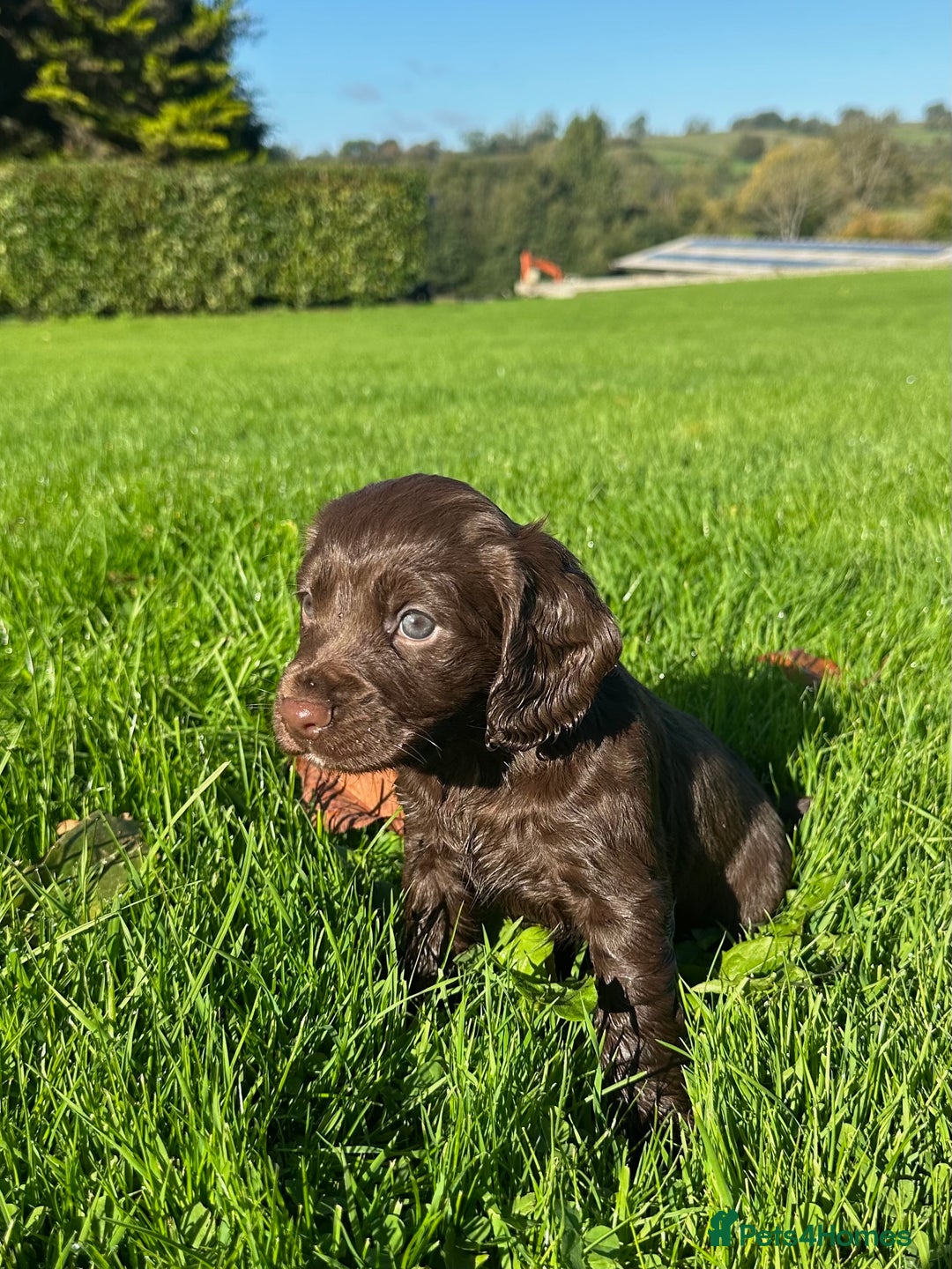 Cocker Spaniel dogs for sale: Exceptional KC Working Cocker Spaniel Puppies - Image 3