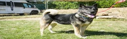 Akita dogs for adoption: Sprightly Sky - Advert 3