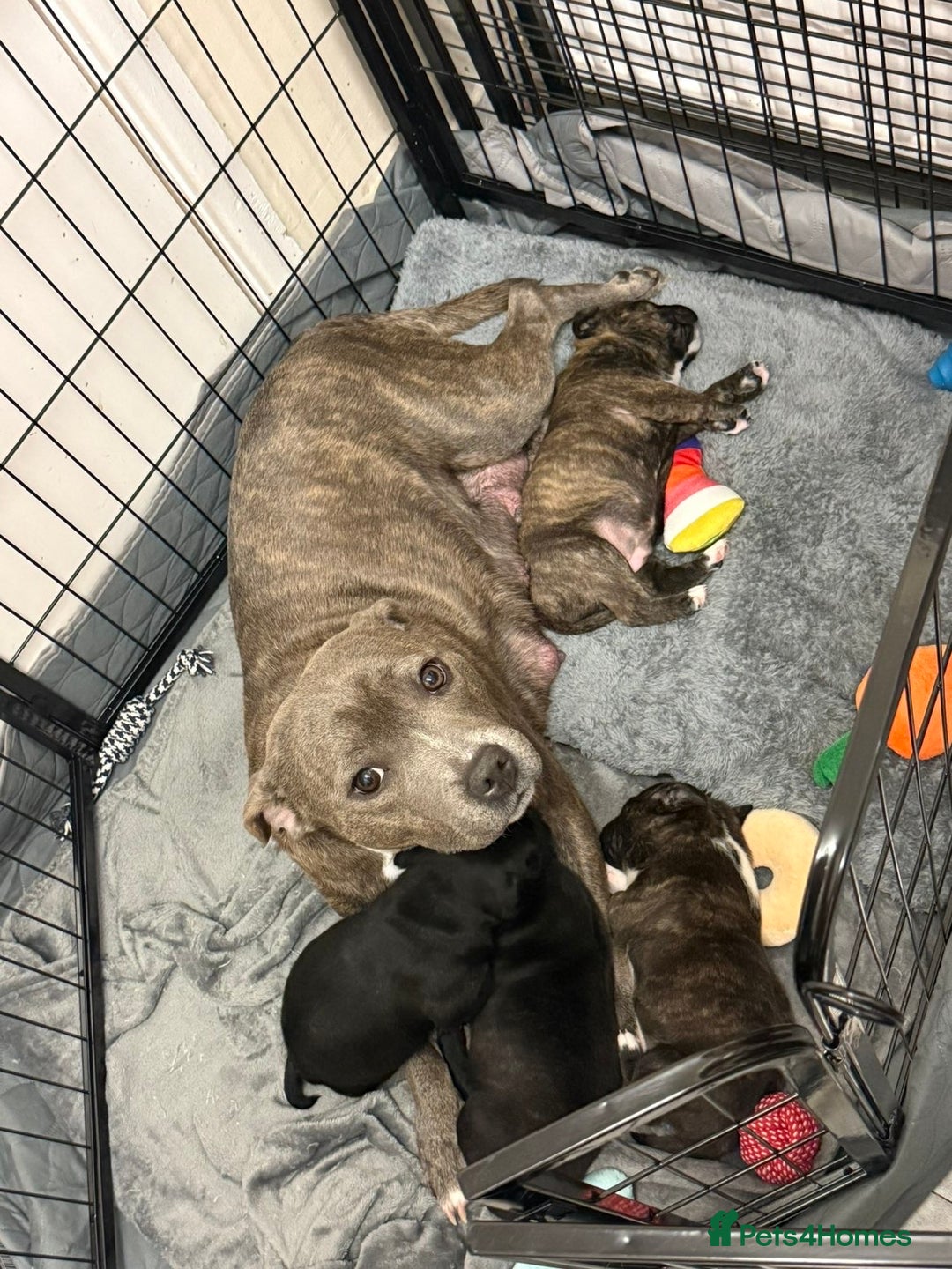Staffordshire Bull Terrier dogs for sale: Champion Bloodline Staffy pups - Advert 1
