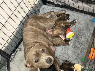 Staffordshire Bull Terrier dogs Champion Bloodline Staffy pups - Advert 5