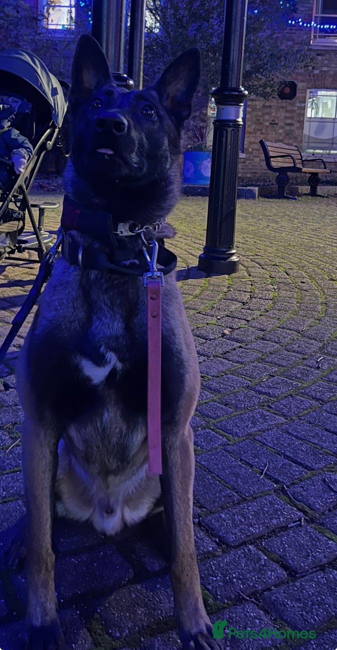 Belgian Shepherd Dog dogs for sale: Handsome Belgian shepard - Advert 1