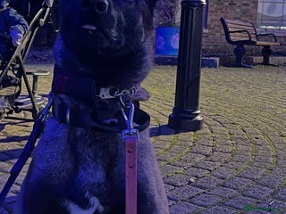 Belgian Shepherd Dog dogs Handsome Belgian shepard - Advert 6