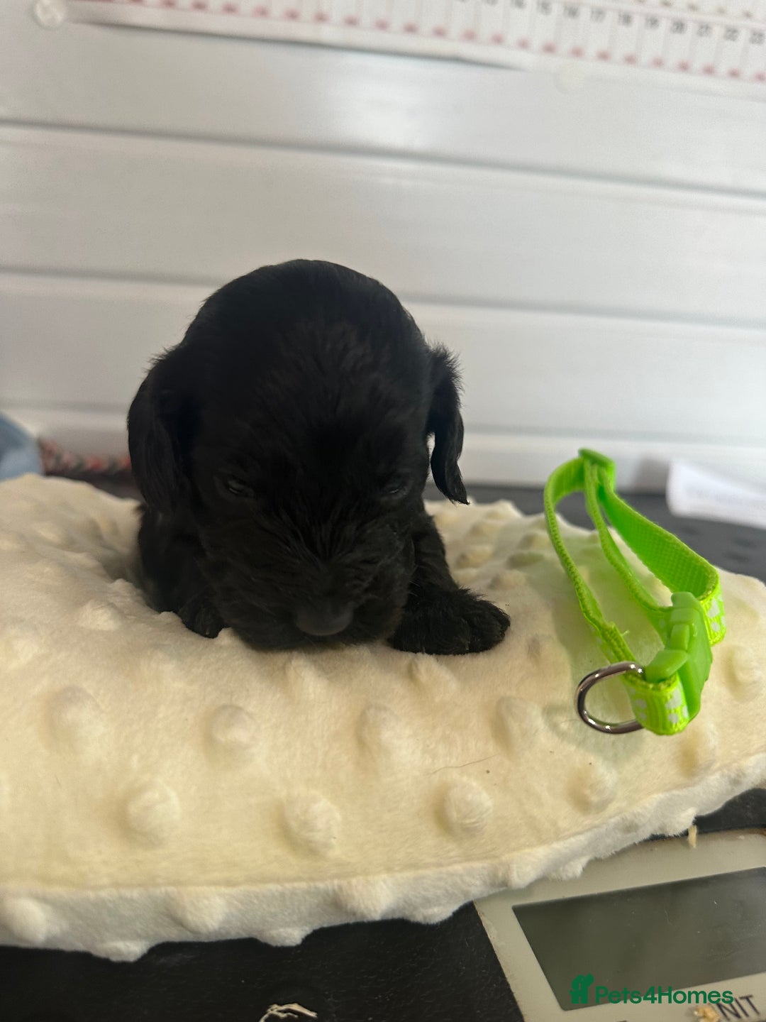 Cockapoo dogs for sale: Stunning 5  fully health tested  cockapoos  - Advert 5