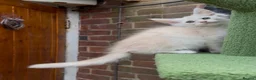 Maine Coon cats for sale: Maine coon kittens READY NOW in Dorking - Advert 10
