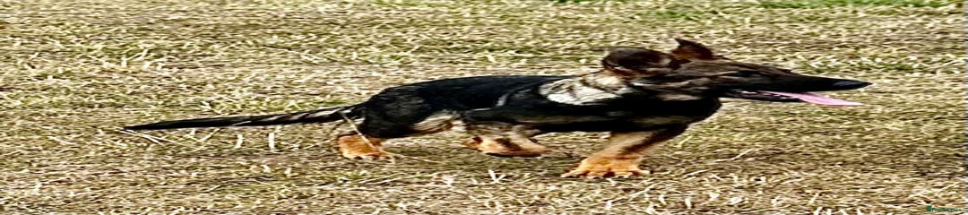 German Shepherd Puppy 2 Blue Collar Male 07