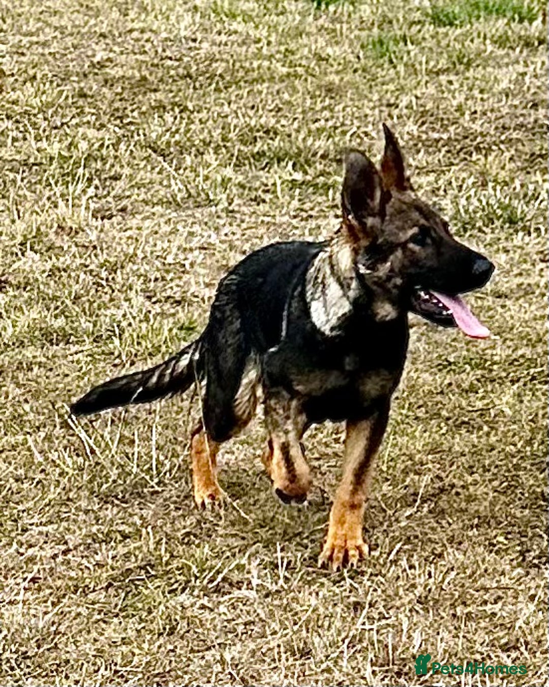German Shepherd dogs for sale: Awesome Male Kennel Club Reg’d GSD Pup in Sturminster Newton - Image 29