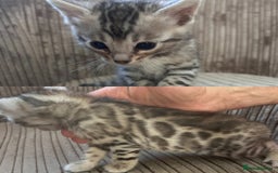 Bengal cats for sale: 3 Pedigree Bengal kittens, Male, for sale - Image 3