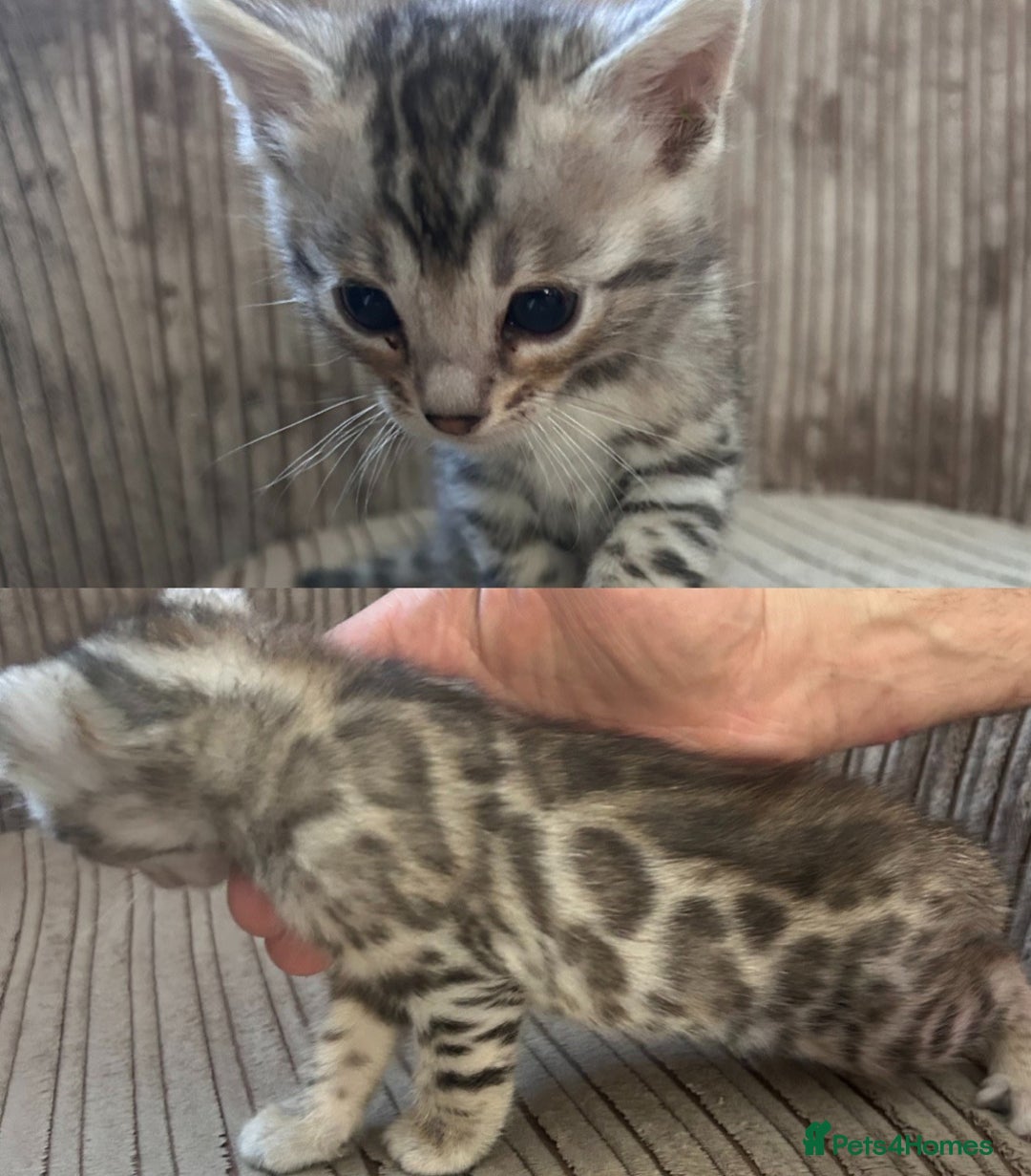 Bengal cats for sale: 3 Pedigree Bengal kittens, Male, for sale - Image 3