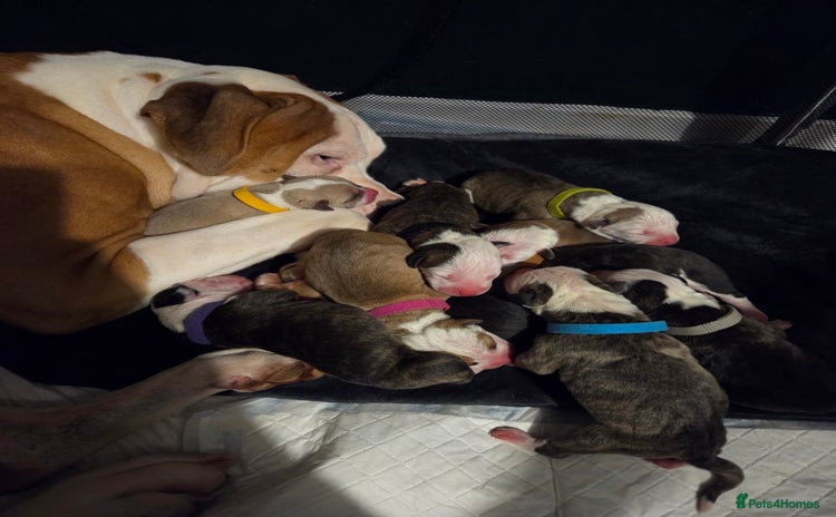 American Bulldog dogs American bulldog puppies  - Advert 3