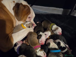 American Bulldog dogs American bulldogs puppies - Advert 3