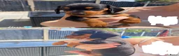 Miniature Dachshund dogs for sale: Adorable miniature Dachshund puppies  - Advert 11