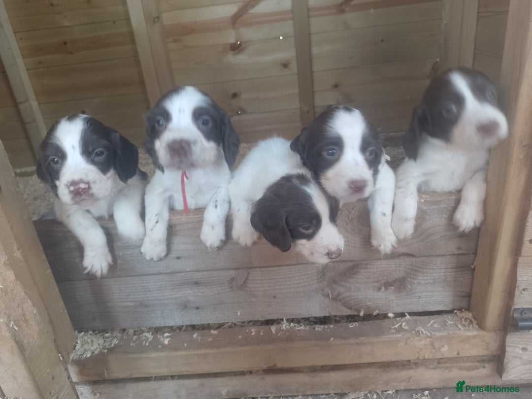 English Springer Spaniel dogs for sale: Beautiful litter of English springer spaniel pups - Image 2
