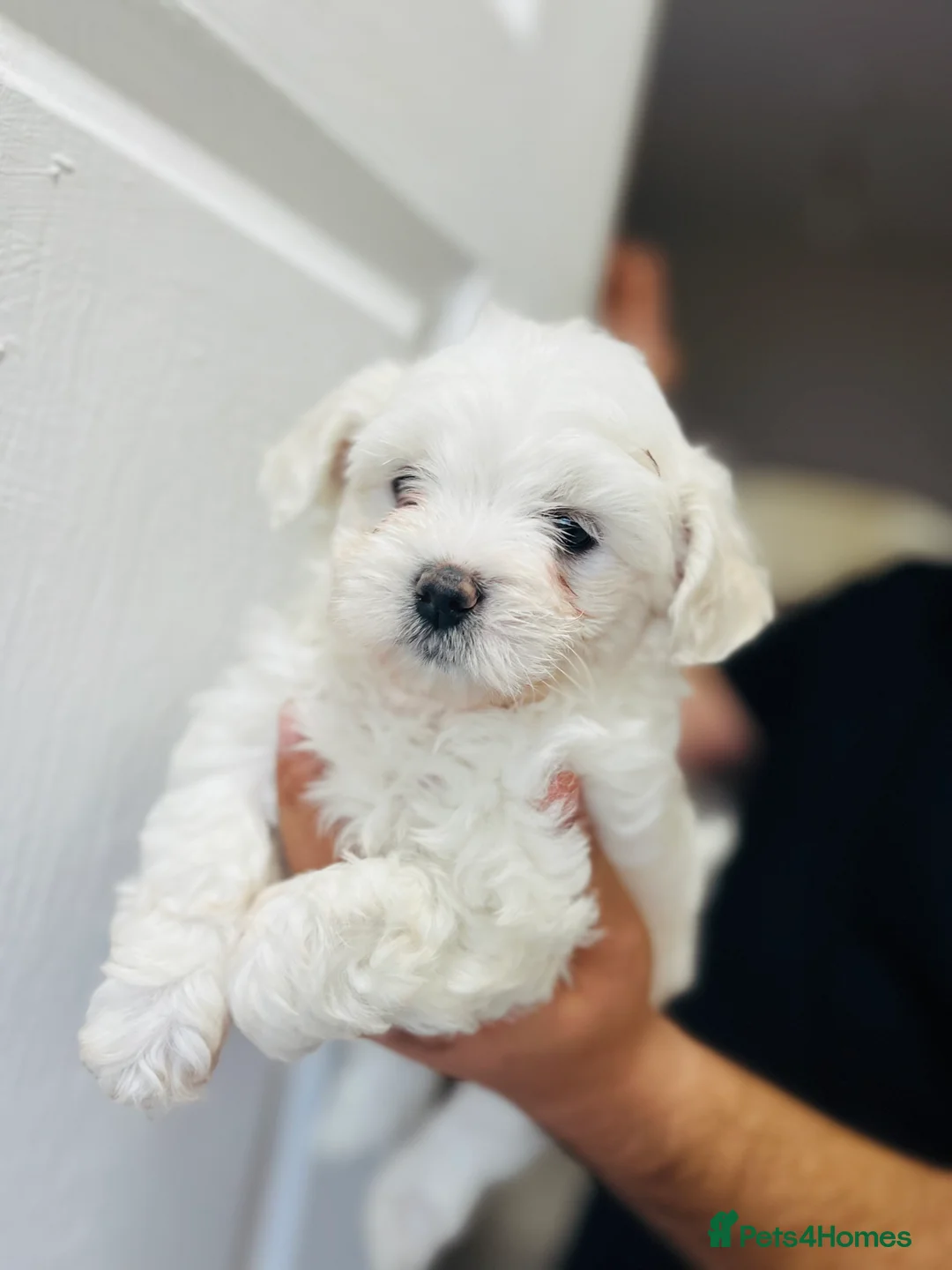Maltese dogs for sale: Maltese puppies  - Advert 17