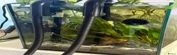 Pufferfish fish for sale: 9 x Pea Puffers and tank for Rehoming - Advert 9