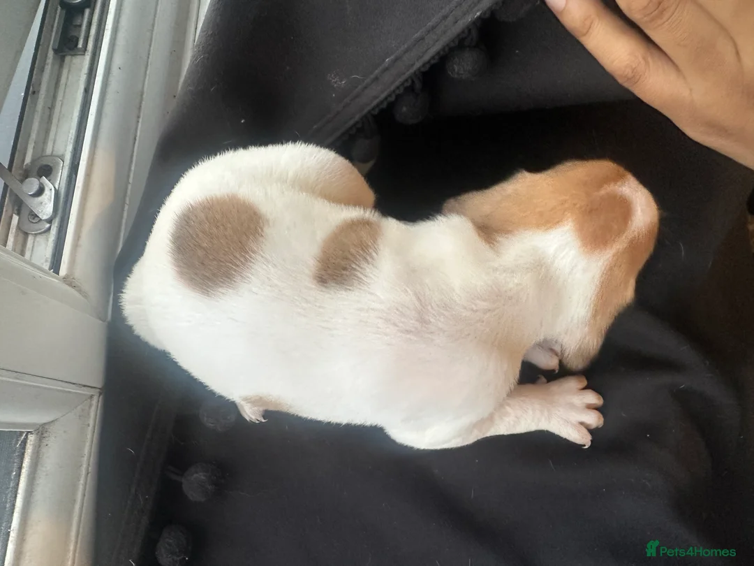 Mixed Breed dogs for sale: Mixed breed puppies in Rowley Regis - Advert 2