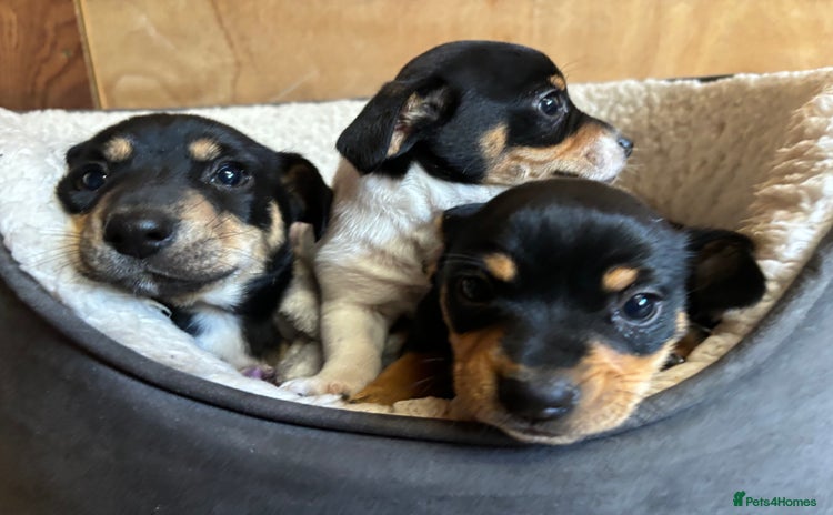 Mixed Breed dogs - Advert 16
