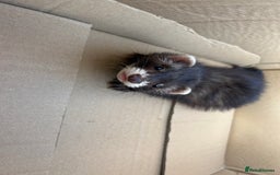 Ferret rodents for sale: 2 semi angora black self babies 1 jill 1 hob left  - Image 17