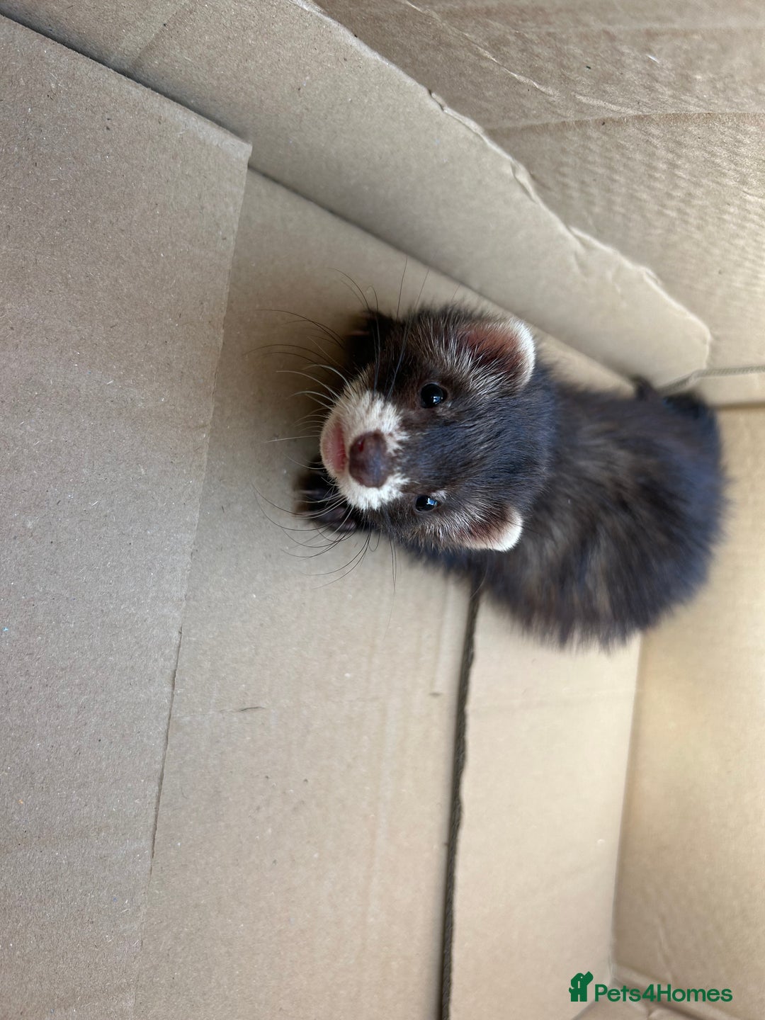 Ferret rodents for sale: 2 semi angora black self babies 1 jill 1 hob left  - Image 17