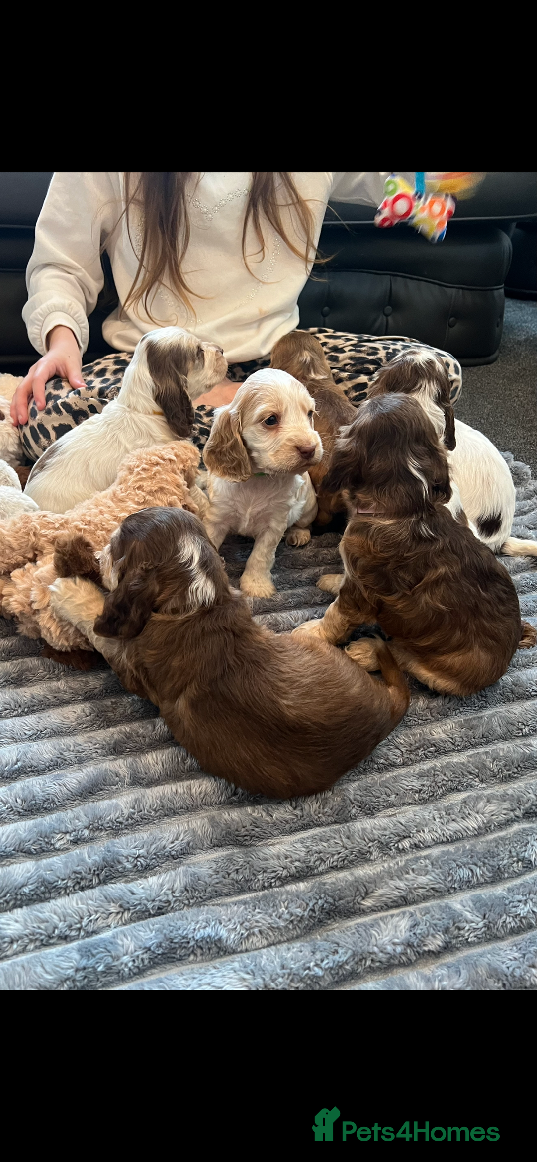 Cocker Spaniel dogs for sale: True show cocker spaniel pups  - Image 22