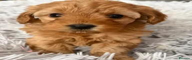 Cockapoo 2 lilly