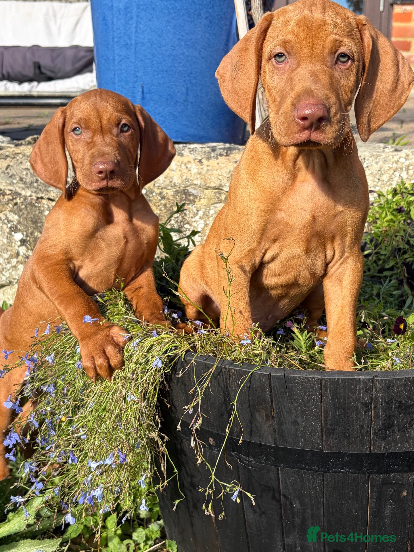 Hungarian Vizsla dogs Ready now 🤩 Beautiful litter.  - Advert 13