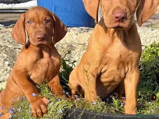 Hungarian Vizsla dogs Ready now 🤩 Beautiful litter. - Advert 13