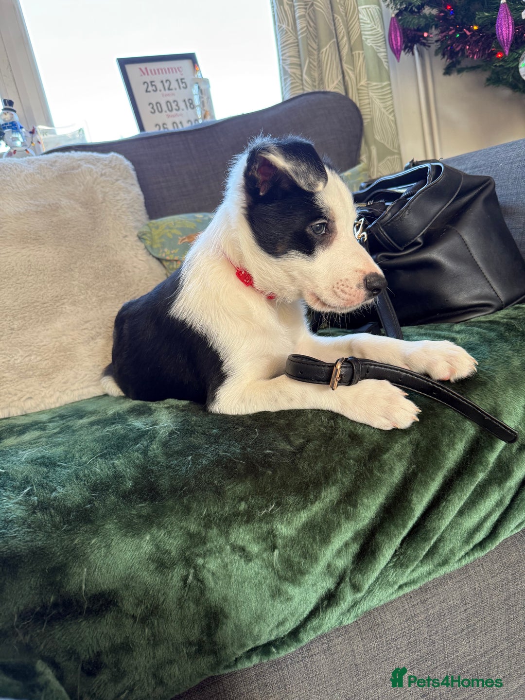 Border Collie dogs for sale: One border collie pup  - Advert 4