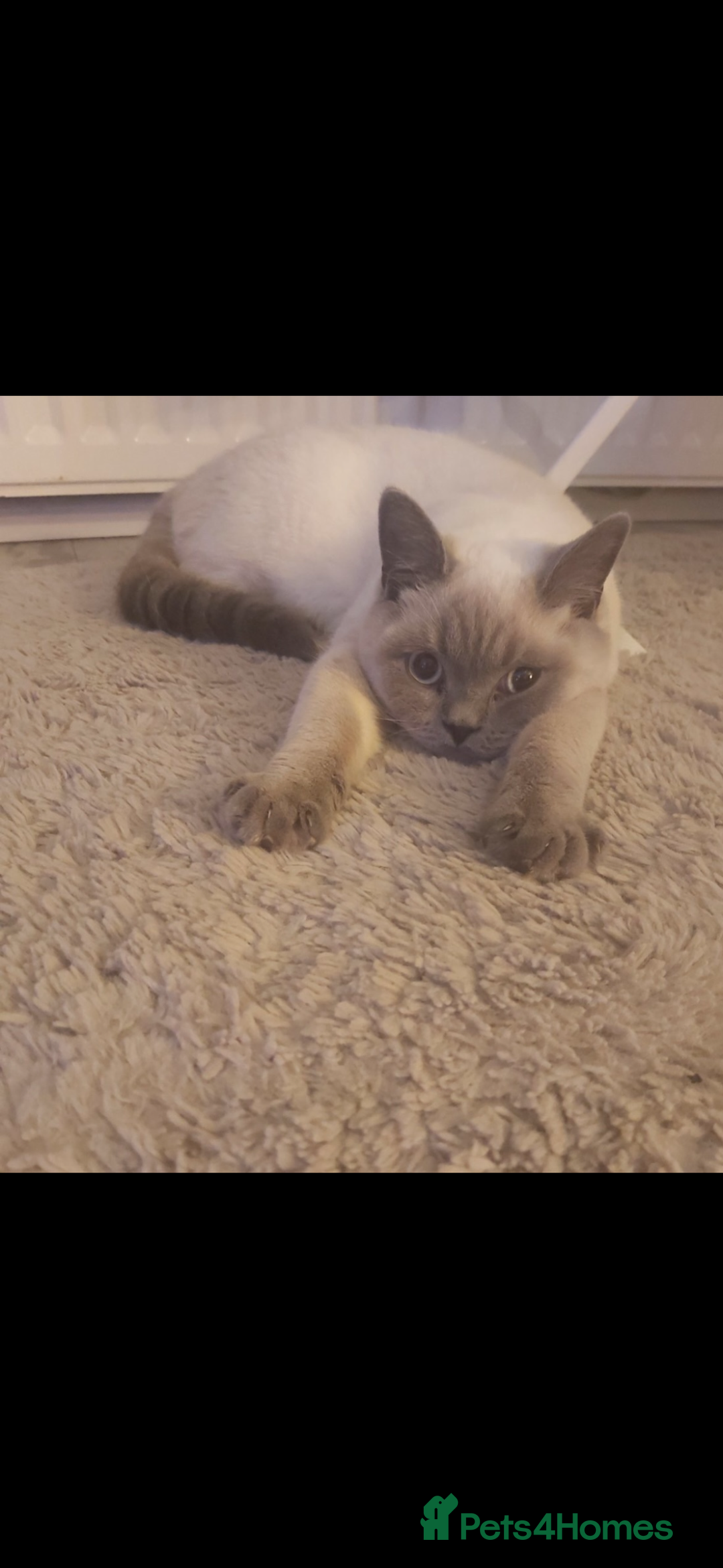 British Shorthair cats for sale: British shorthair  - Advert 2