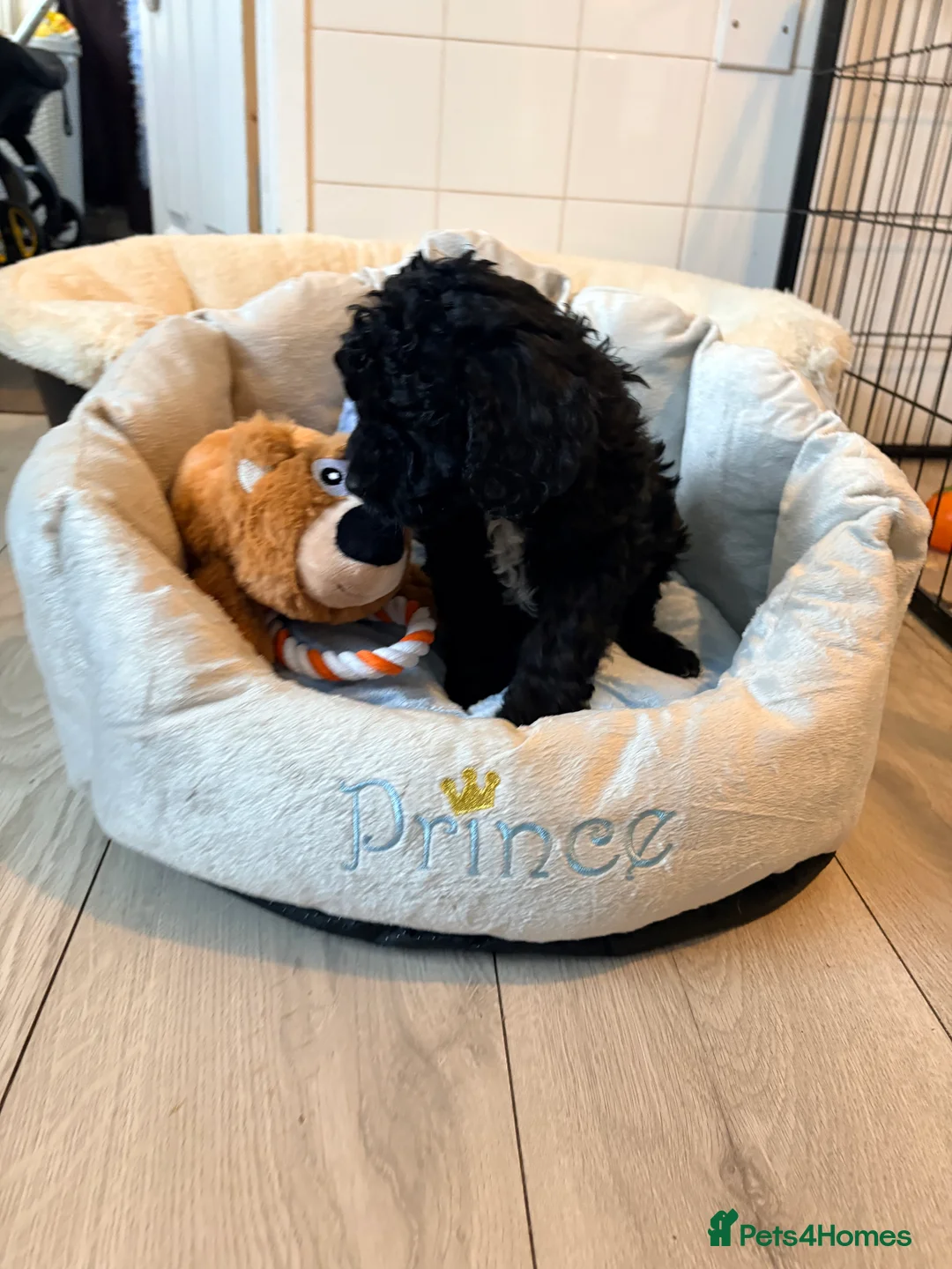 Cockapoo dogs for sale: F1B cockapoos last boy left  - Advert 35