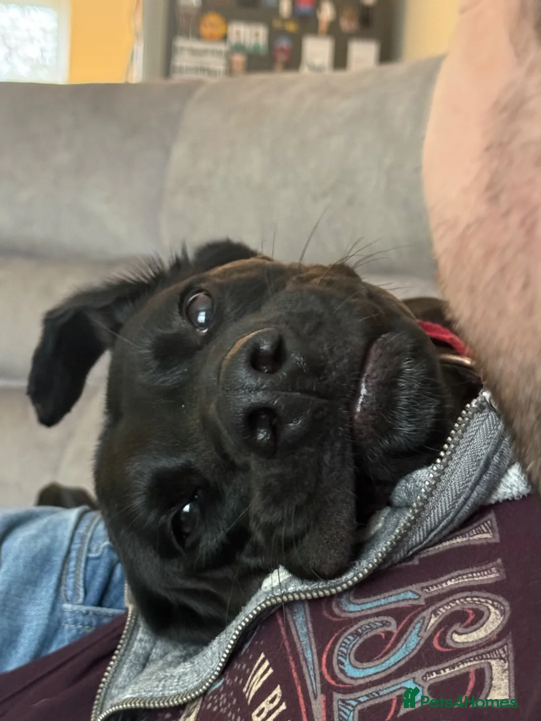 Mixed Breed dogs for adoption: 5 year old male looking for a loving home  in Rotherham - Advert 1
