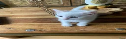 Turkish Angora cats for sale: Turkish Agonda kittens in Maidenhead - Advert 14
