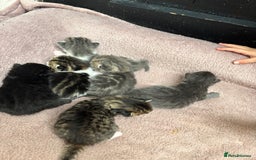 Mixed Breed cats for sale: Kittens  - Image 4